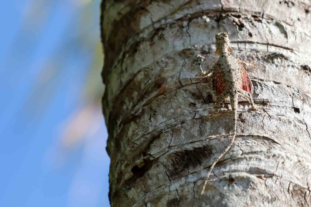 Flying lizard (Draco fimbriatus) on the coconut tree.