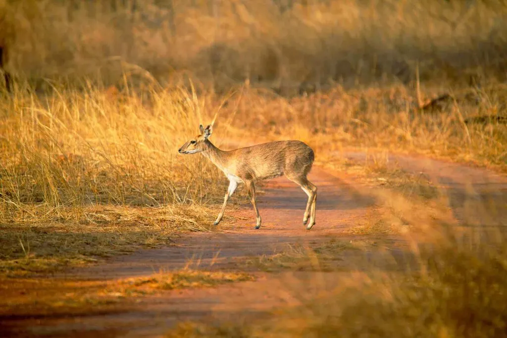 Four Horned Antelope (Tetracerus quadricornis) walking through prairie