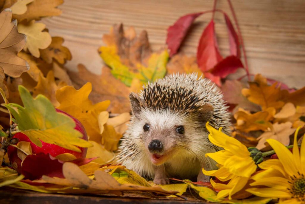 Four-toed Hedgehog (African pygmy hedgehog) among autumn leaves