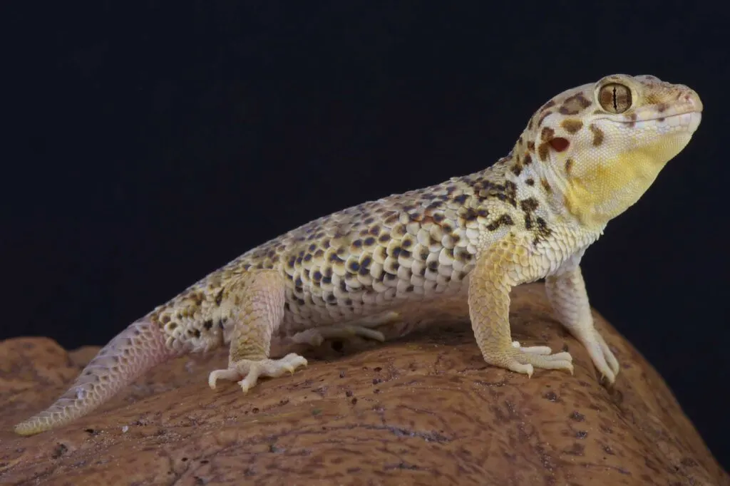 Frog-eyed gecko (Teratoscincus roborowski) standing on rock