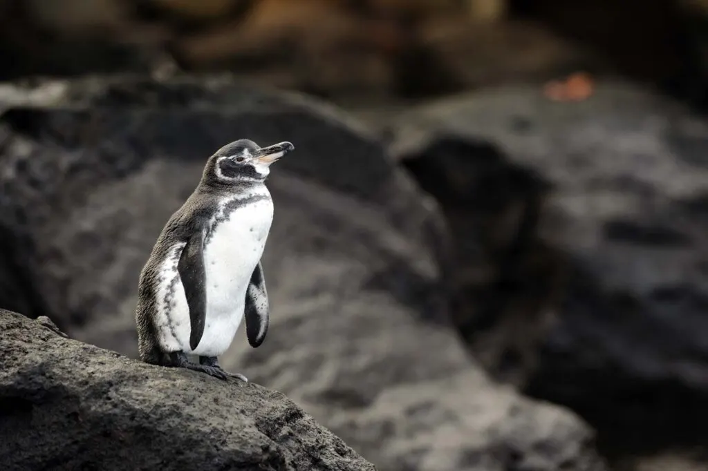 A Galapagos Penguin standing on a rock (Spheniscus mendiculus)
