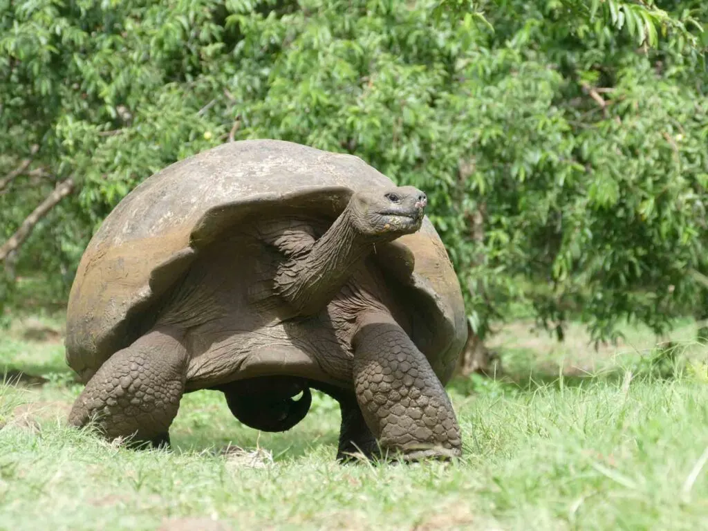 The Galapagos giant tortoise is the largest terrestrial tortoise species.