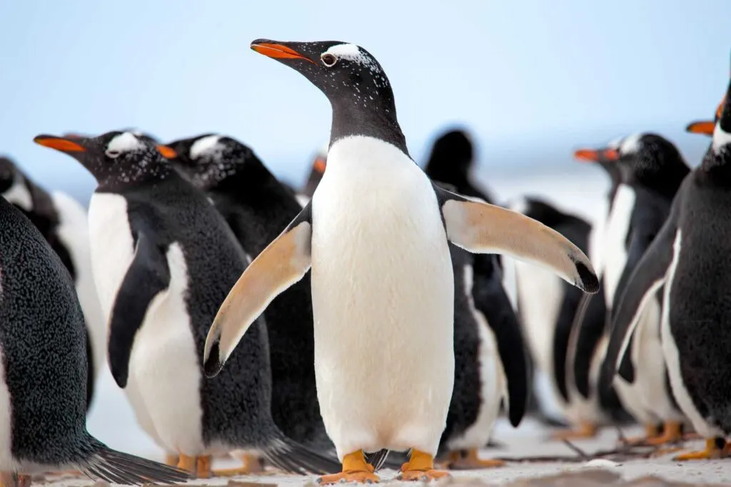 Group of Gentoo Penguins (Pygoscelis papua)