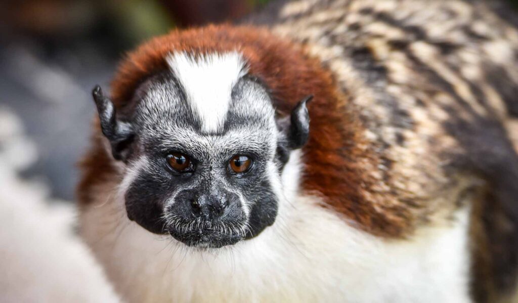 Geoffroy's tamarin (Saguinus geoffroyi). A type of small monkey, found in Panama and Colombia.