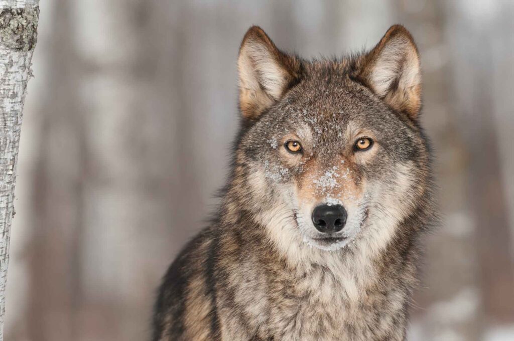 Gray Wolf (Canis lupus) Portrait