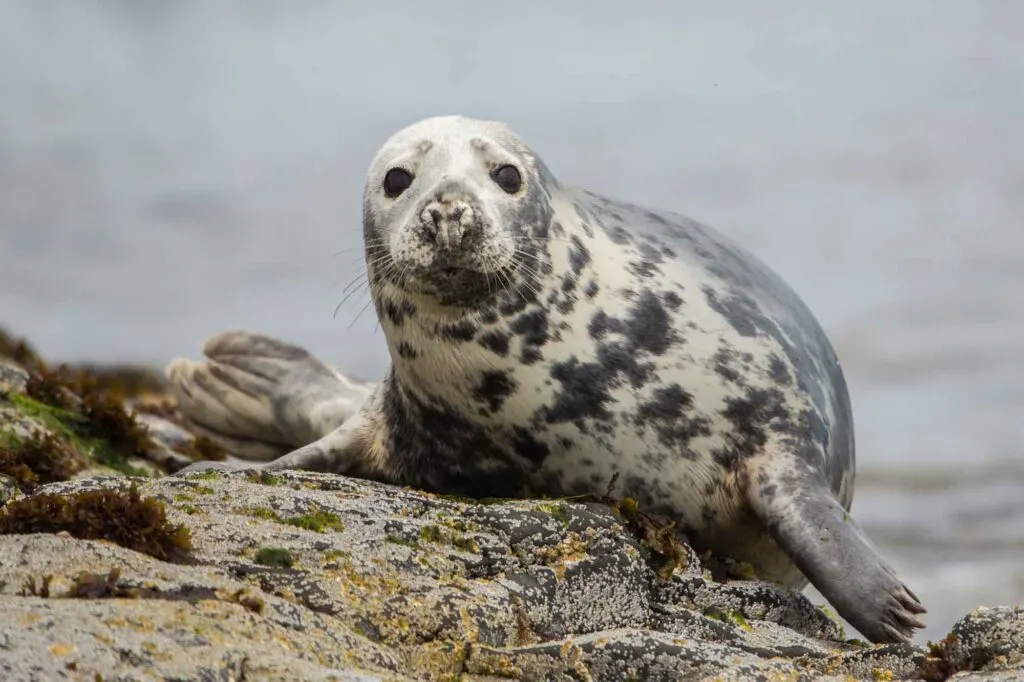 Gray seal looking at camera (Halichoerus grypus)