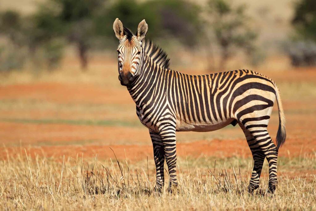 A Hartmanns Mountain Zebra (Equus zebra hartmannae) in southern Africa