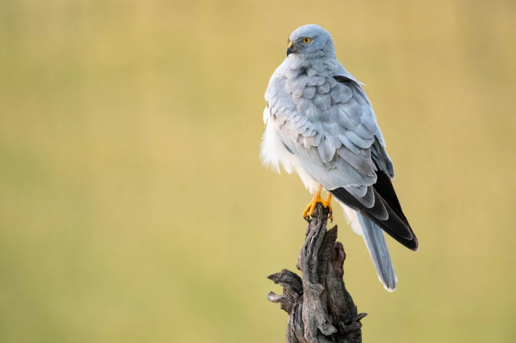 Hen Harrier (Circus cyaneus) perched and staring at its territory