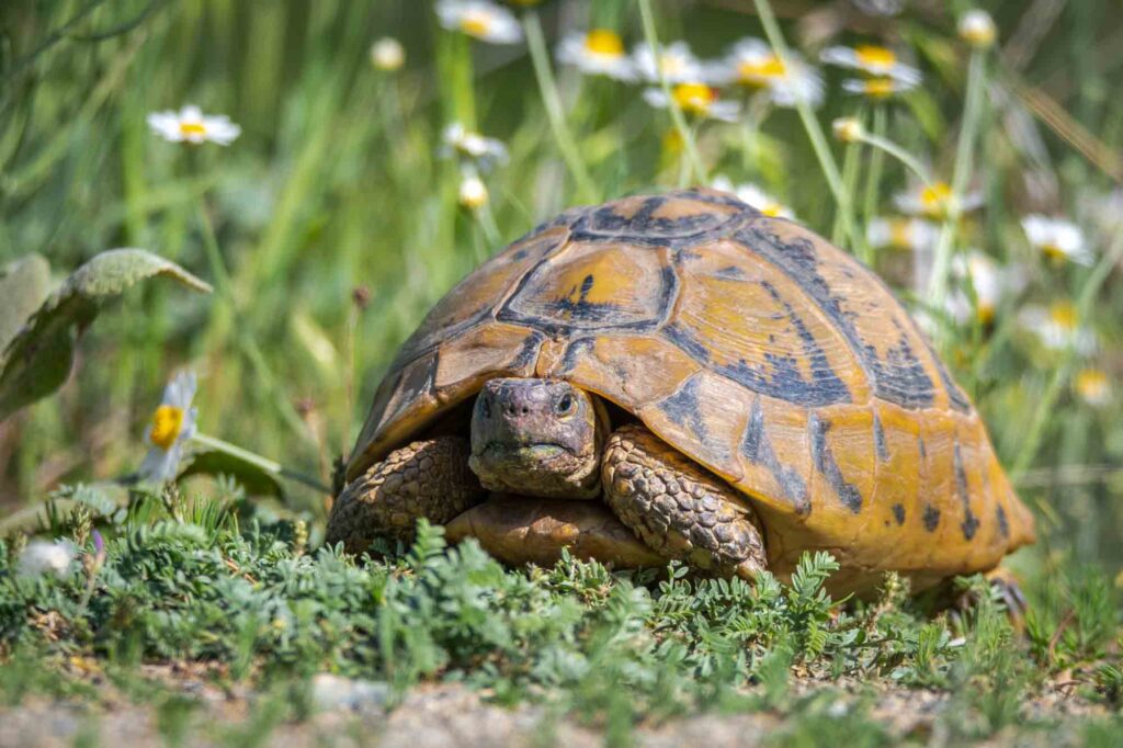 Hermann's tortoise (Testudo hermanni boettgeri) staring at camera