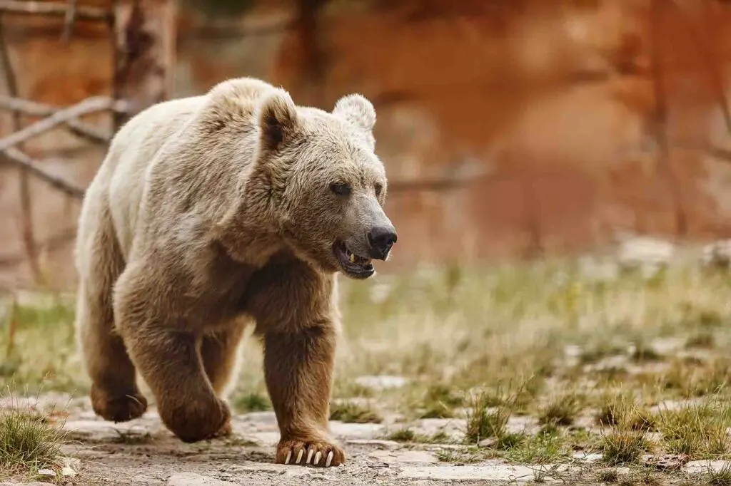 Himalayan brown bear walking
