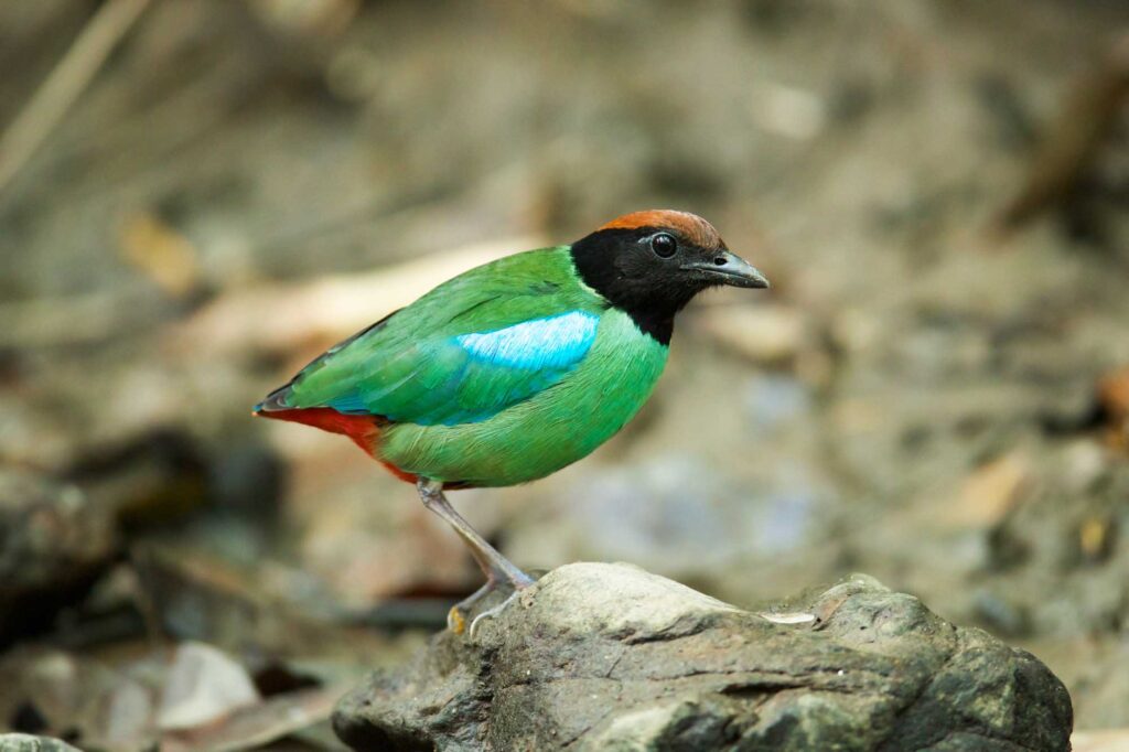 Hooded pitta (Pitta sordida) stand upon the rock