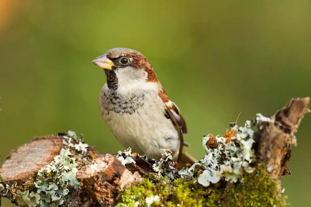 closeup of a House sparrow standing on a tree