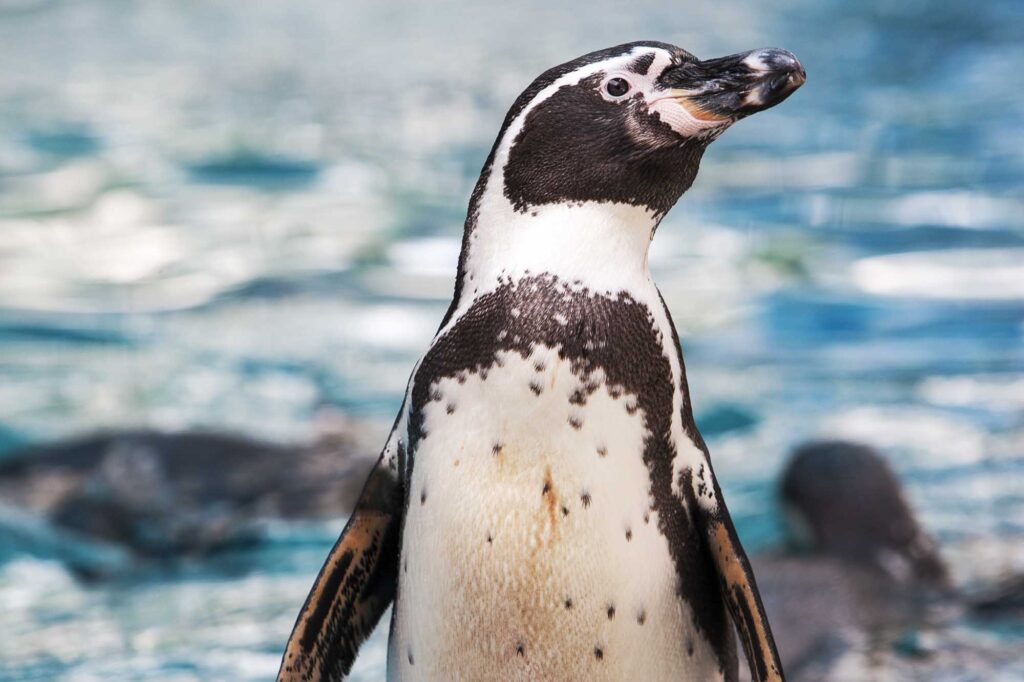 Humboldt Penguin on the shore with water on background