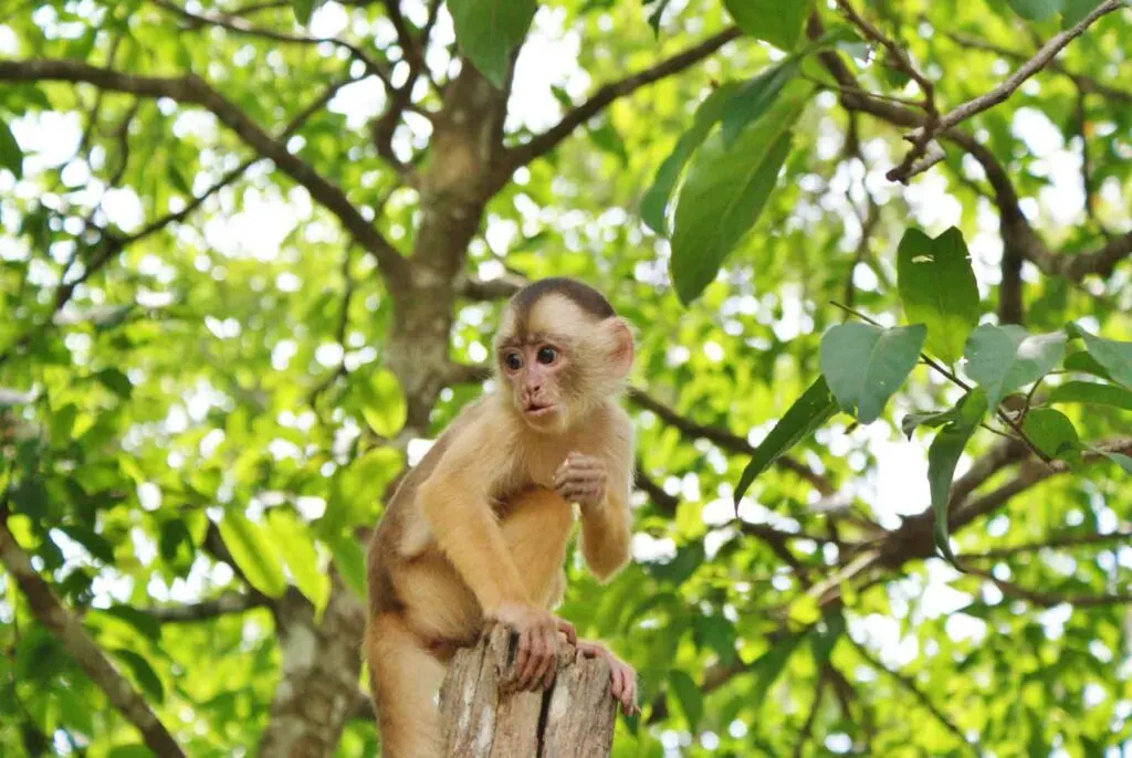 Humboldt’s White-Fronted Capuchin sitting on a tree