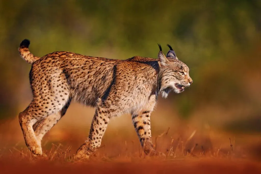Iberian lynx walking