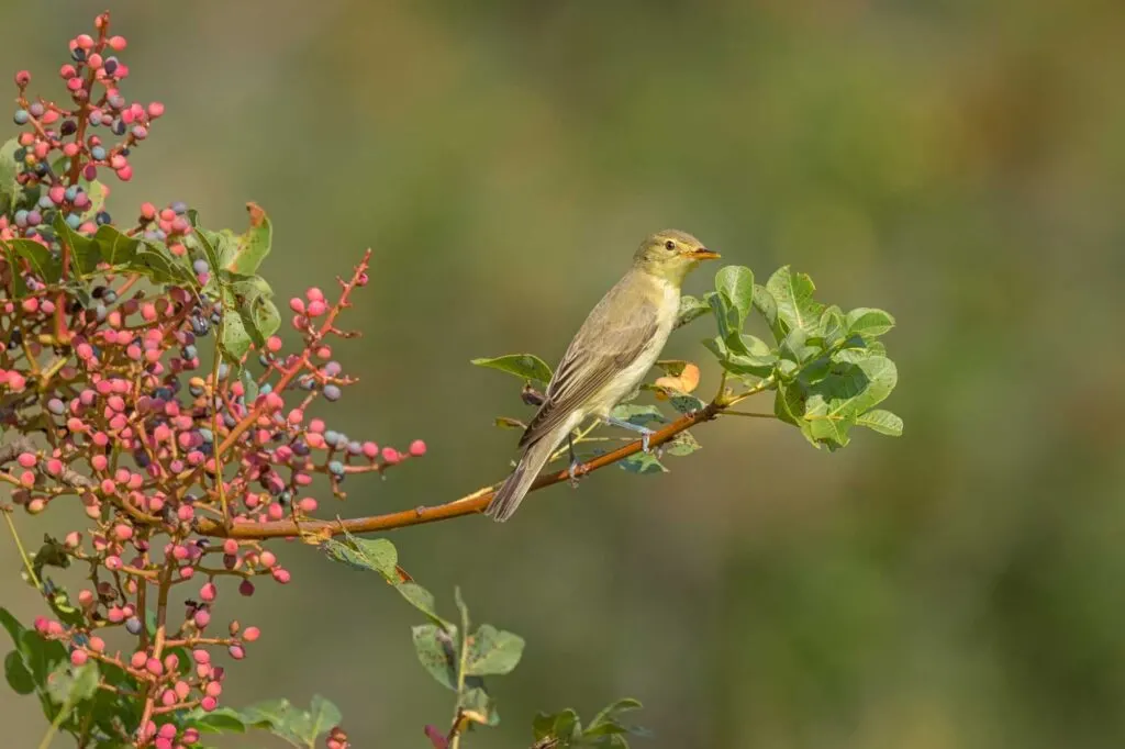 Icterine Warbler sitting on a bush with red berries
