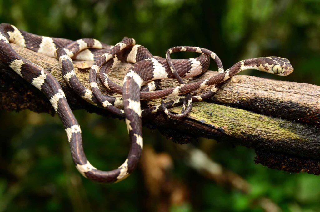 Chunk-headed (Imantodes cenchoa) snake