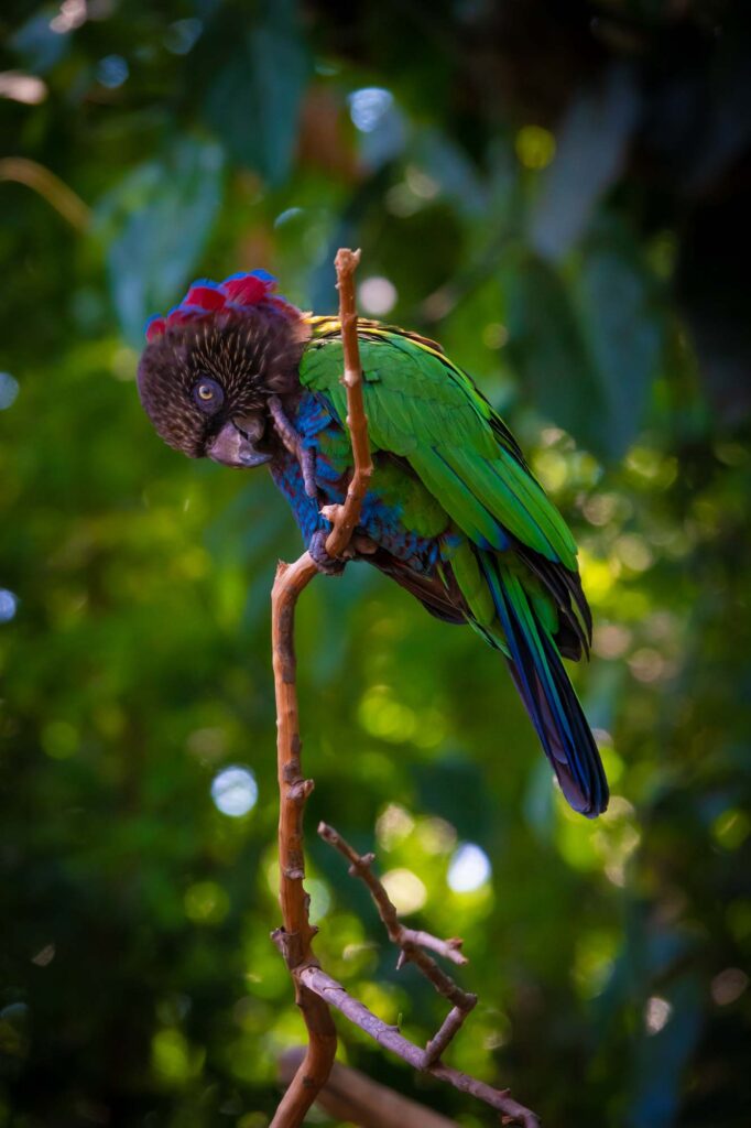 Imperial Amazon parrot on tree