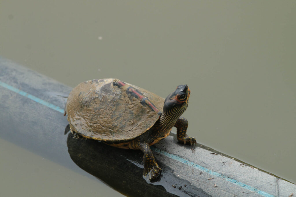 Indian roofed turtle in the water