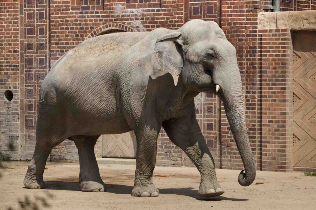Indian elephant walking