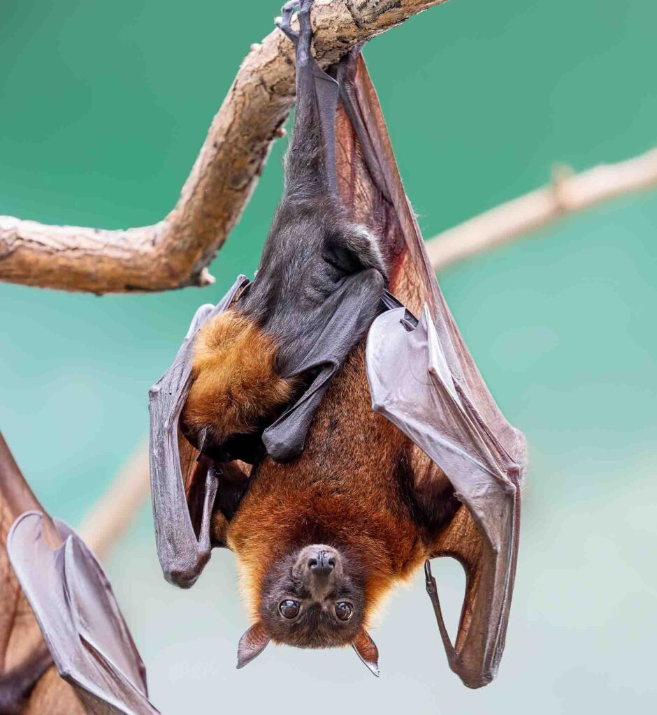 Close up of a female Indian flying fox with pup