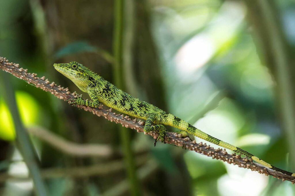 Indonesian False Bloodsucker Lizard on a spiny branch