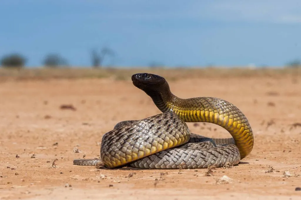 The inland taipan is the most venomous snake in the world!
