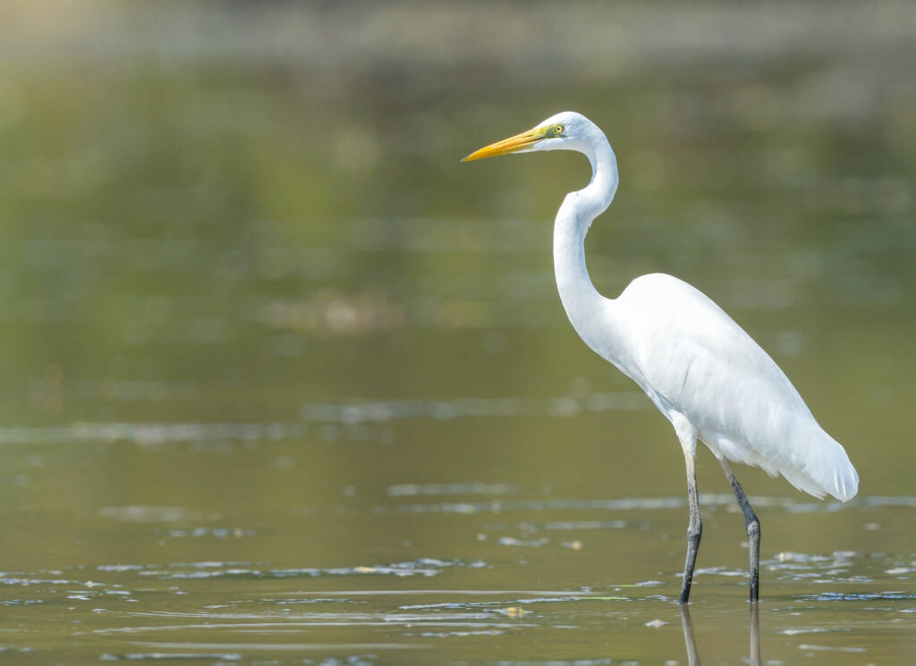 Intermediate Egret in lagoon