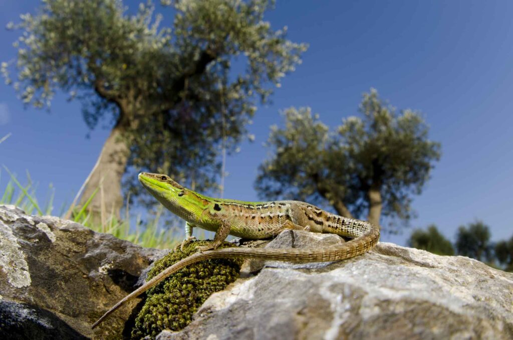 Italian wall lizard on rock