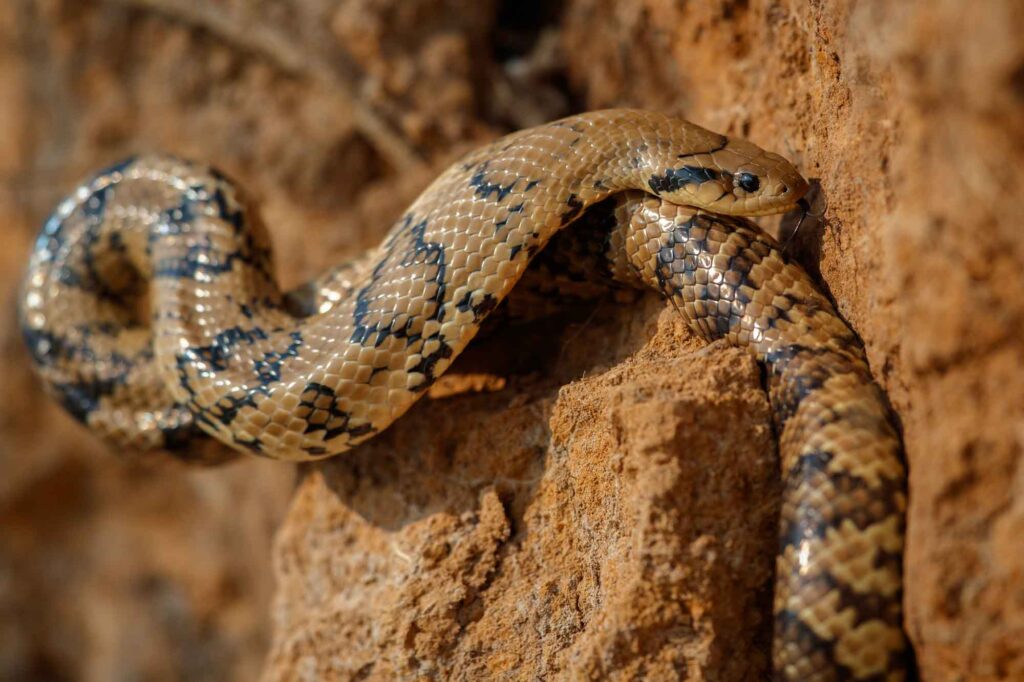 False water cobra snake