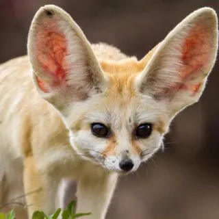 Fennec fox staring at the camera