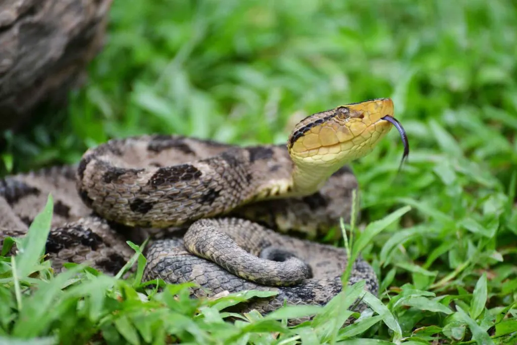 Fer-de-lance viper snake