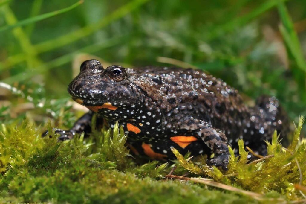 European fire-bellied toad (Bombina bombina) captured close up in moss