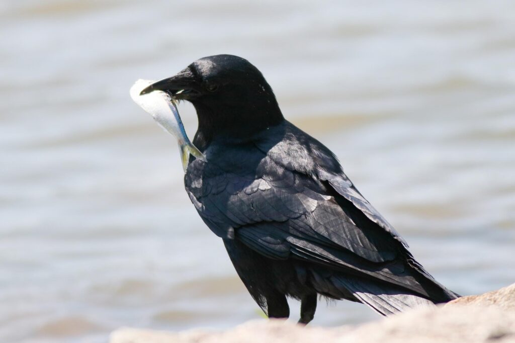 Crows are by far the smartest birds in the world!
