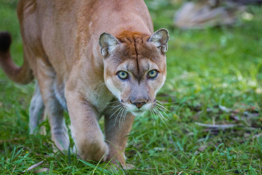 Florida Panther stalks prey through forest floor