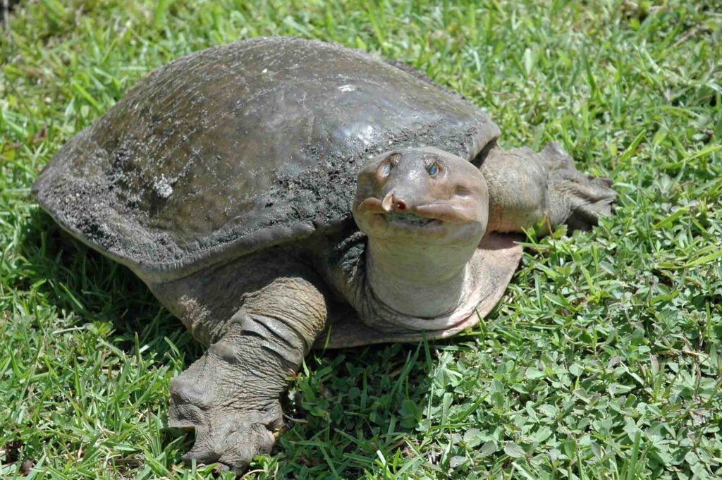 Florida Softshell Turtle staring at the camera