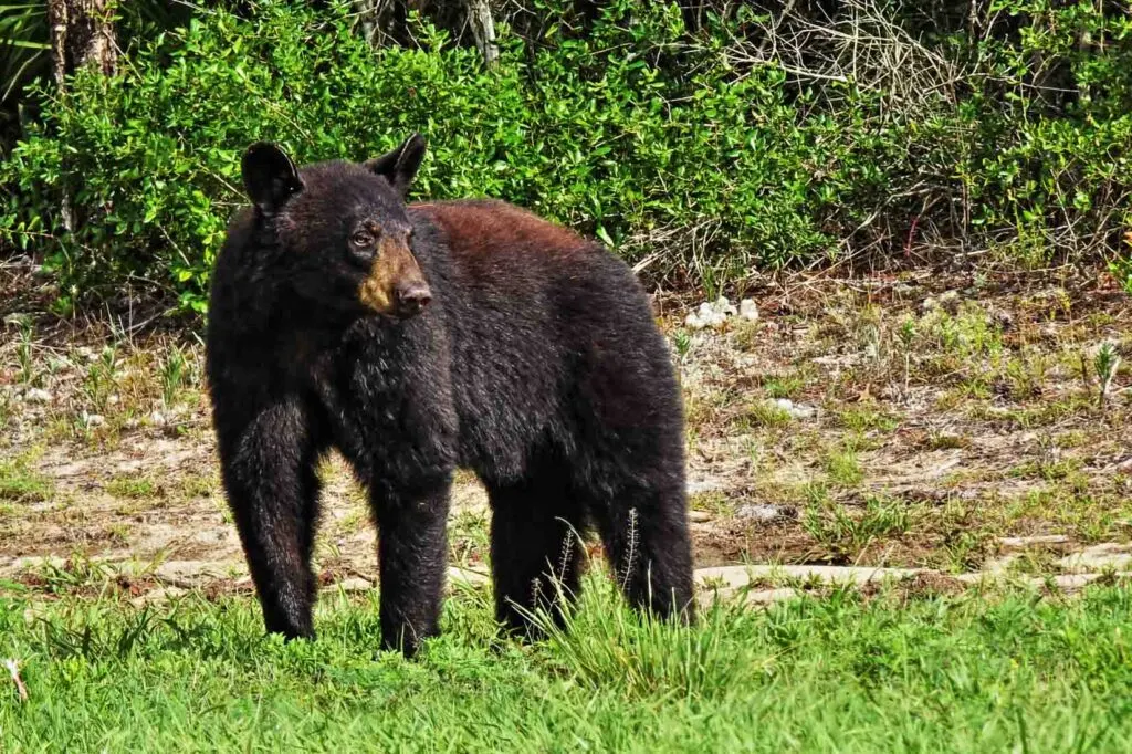 Florida black bear standing on grass