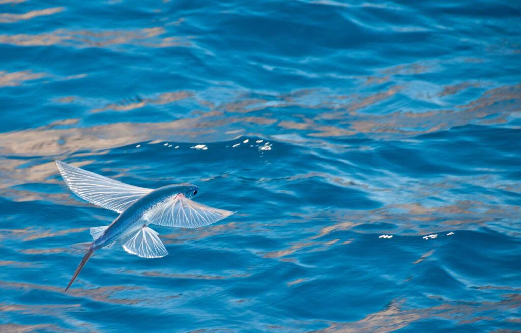 Fourwinged flying fish over water
