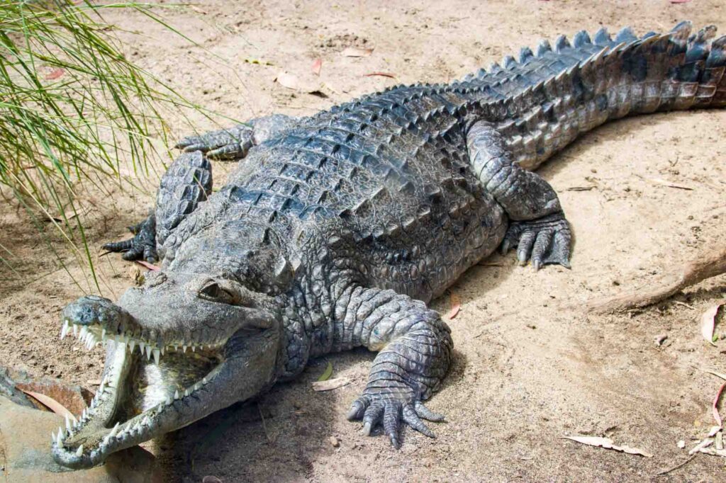 Freshwater crocodile (Crocodylus johnstoni) standing with mouth open