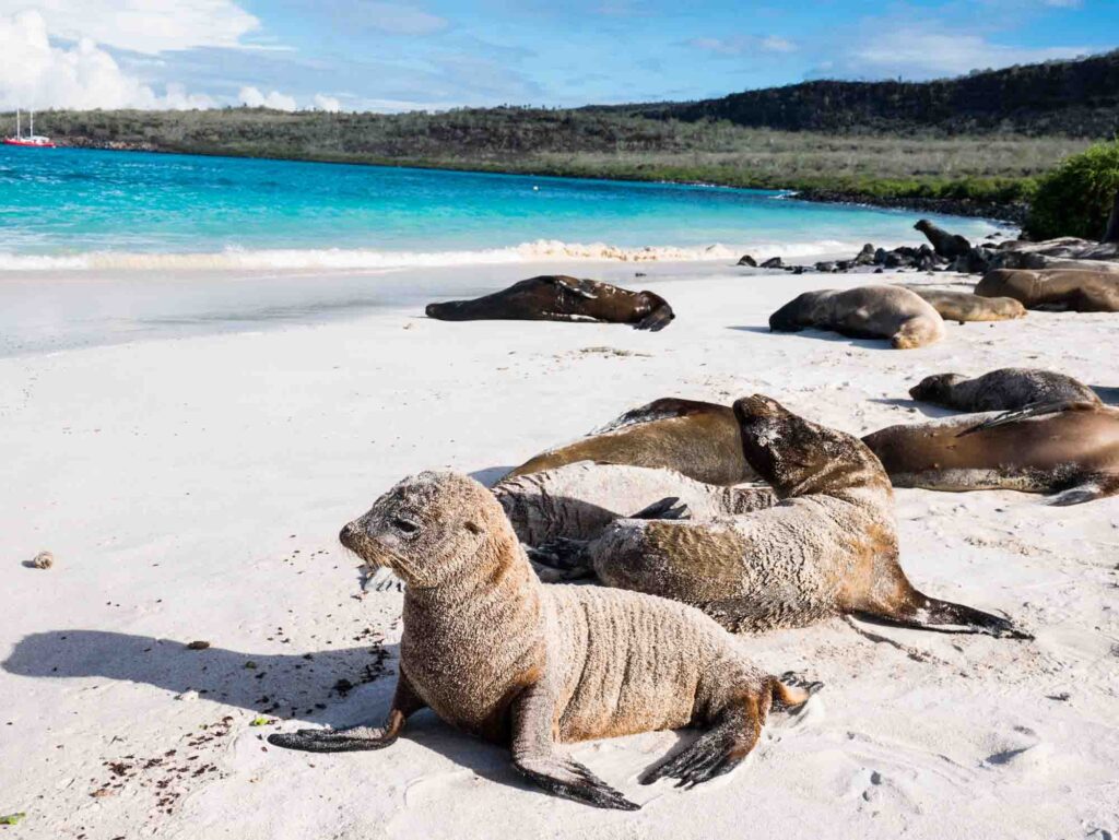 Galapagos sea lions chilling on the beach