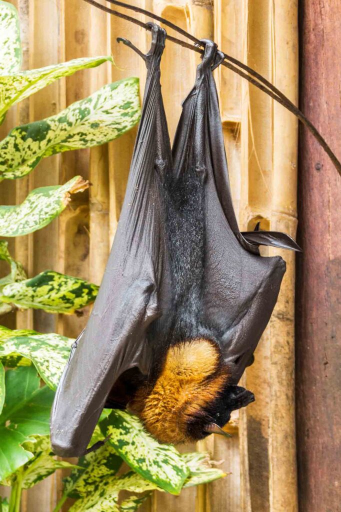 The giant golden-crowned flying fox, also known as the golden-capped fruit bat, is a rare megabat and one of the largest bats in the world.