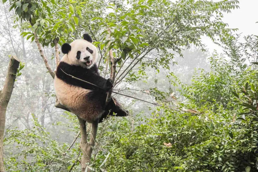 Giant panda bear on bamboo tree