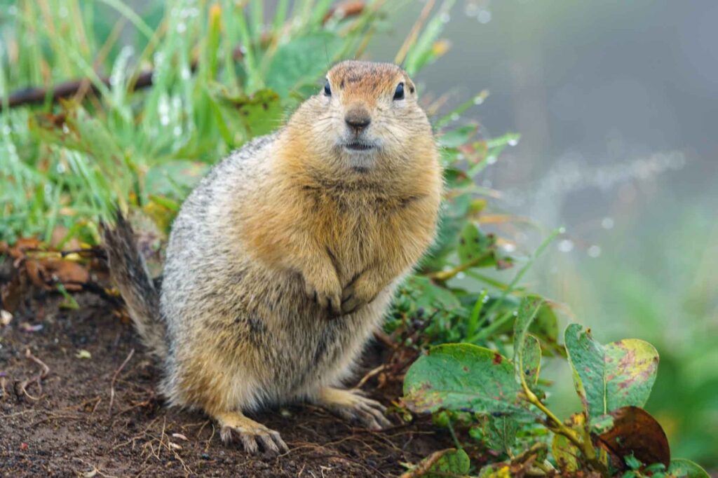 Gopher standing on its hind legs
