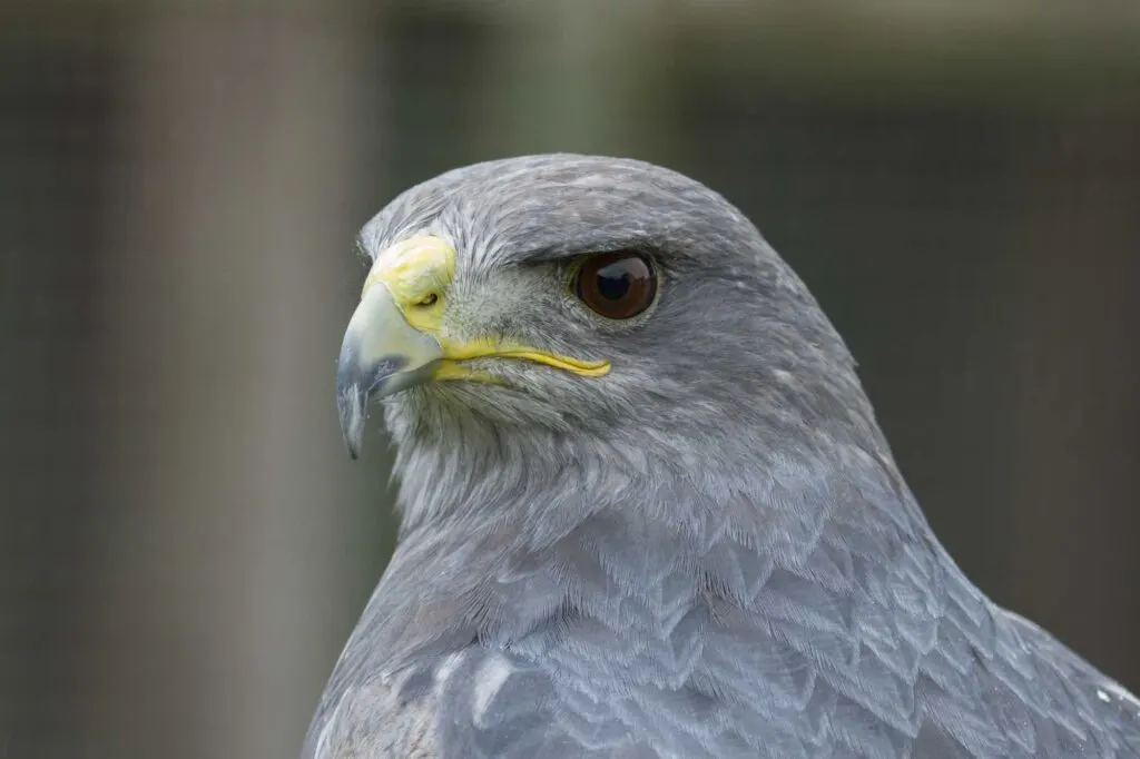 Portrait of an alert looking Gray Falcon