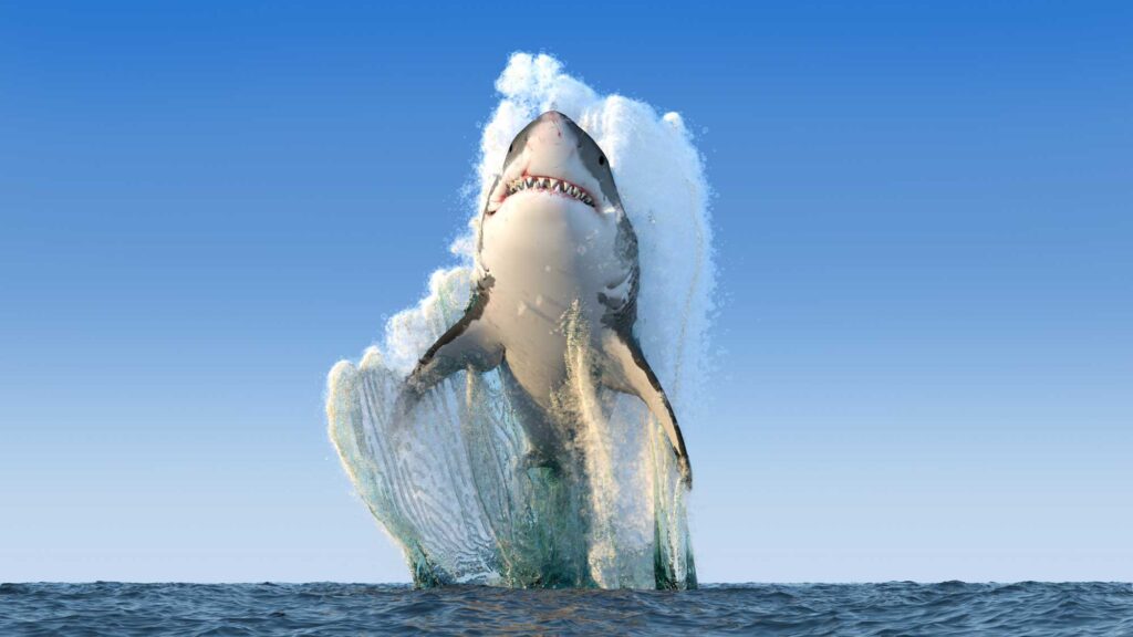 Great white shark jumps out of the water