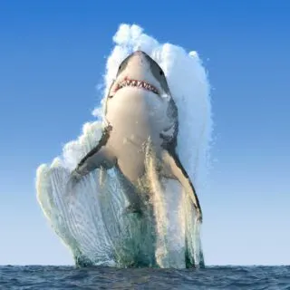 Great white shark jumps out of the water
