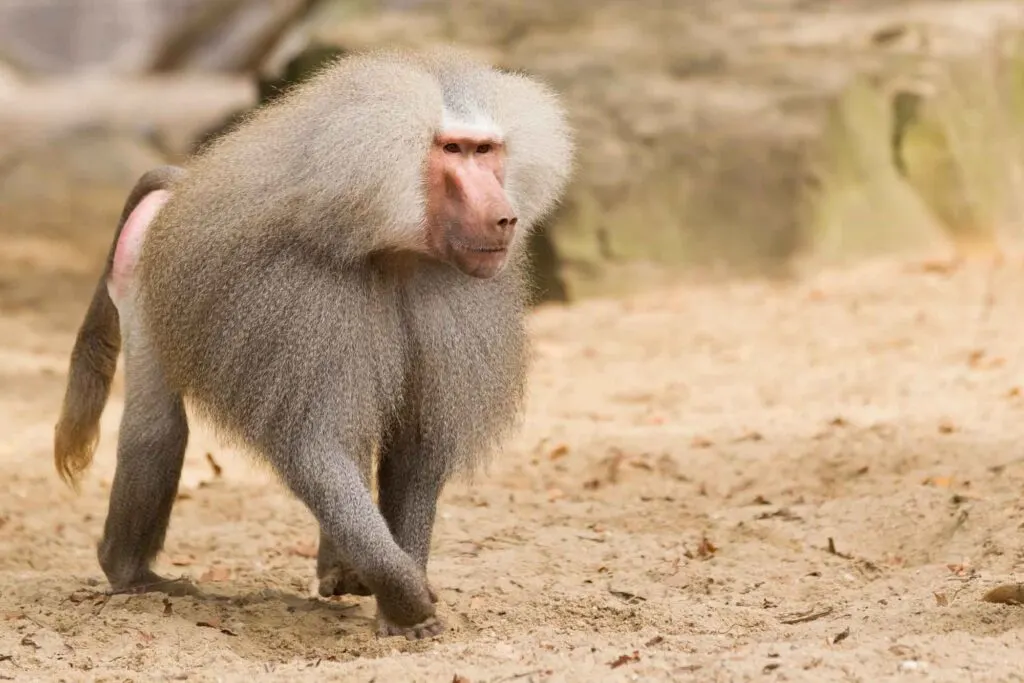 Male hamadryas baboon is walking on the ground