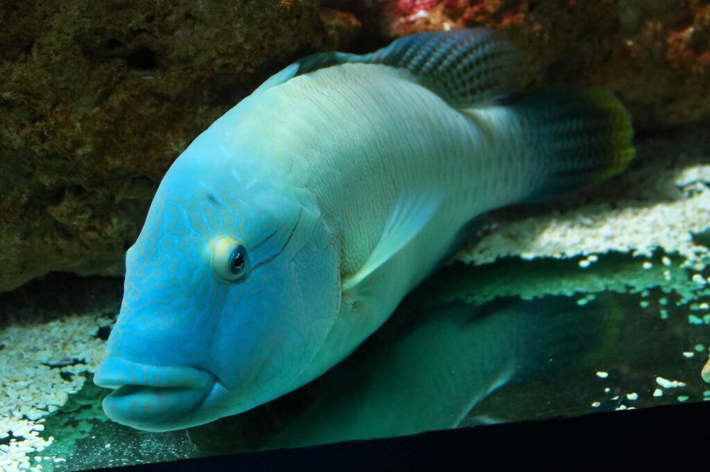 Fine specimen of humphead wrasse, big fish typical of coral reefs