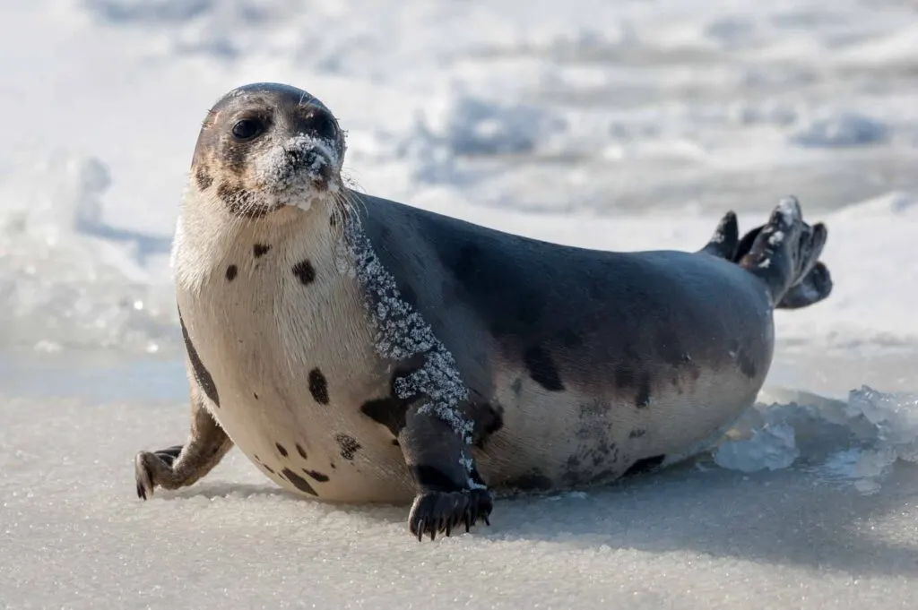 A large harp seal lays on an ice pan