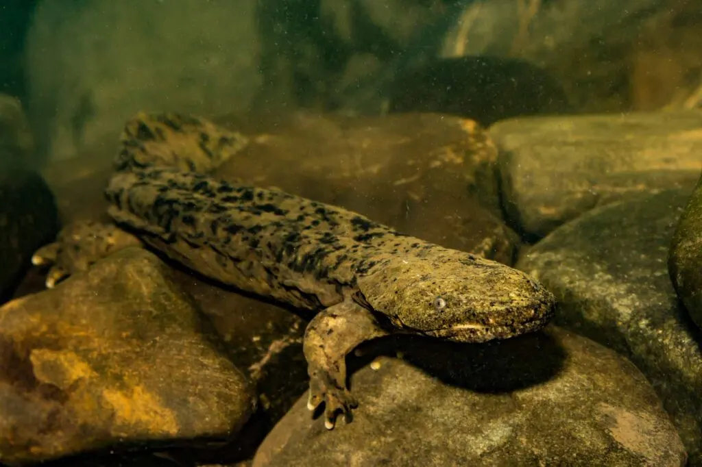 Hellbender salamander